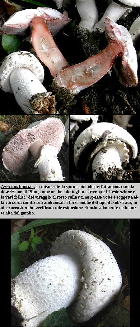 Agaricus benesii      ( Pilt ) Singer